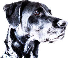 Dog Footer