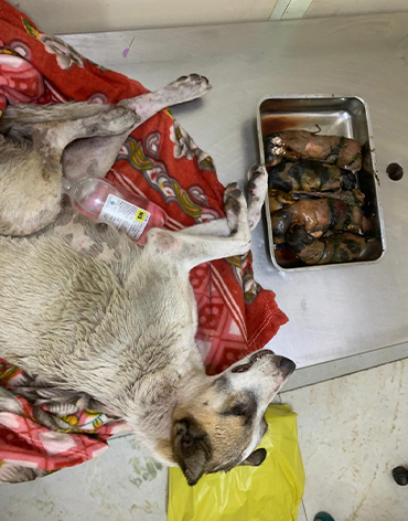 Puppies Died