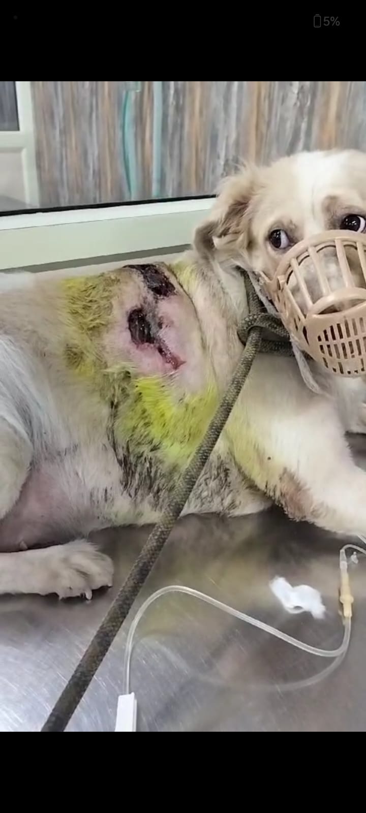 Rescuing Dogs