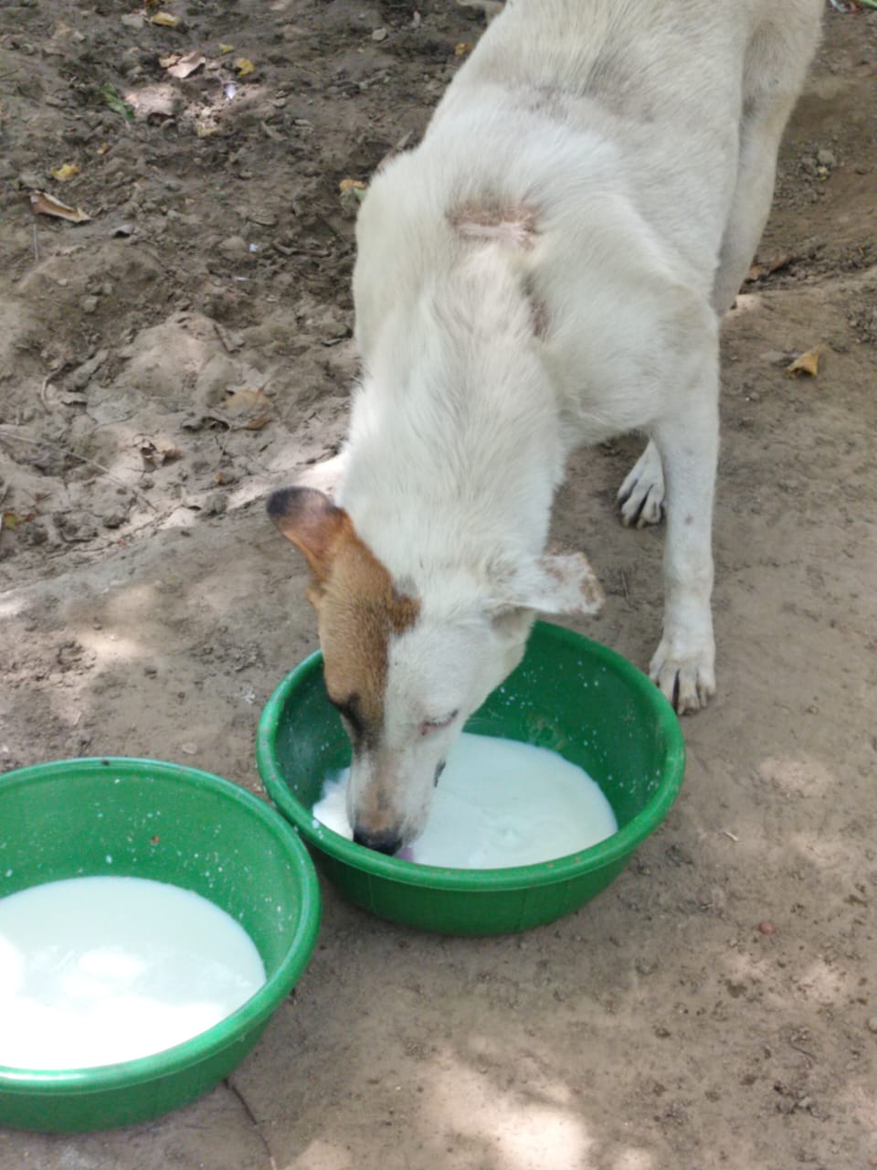 Street Dog