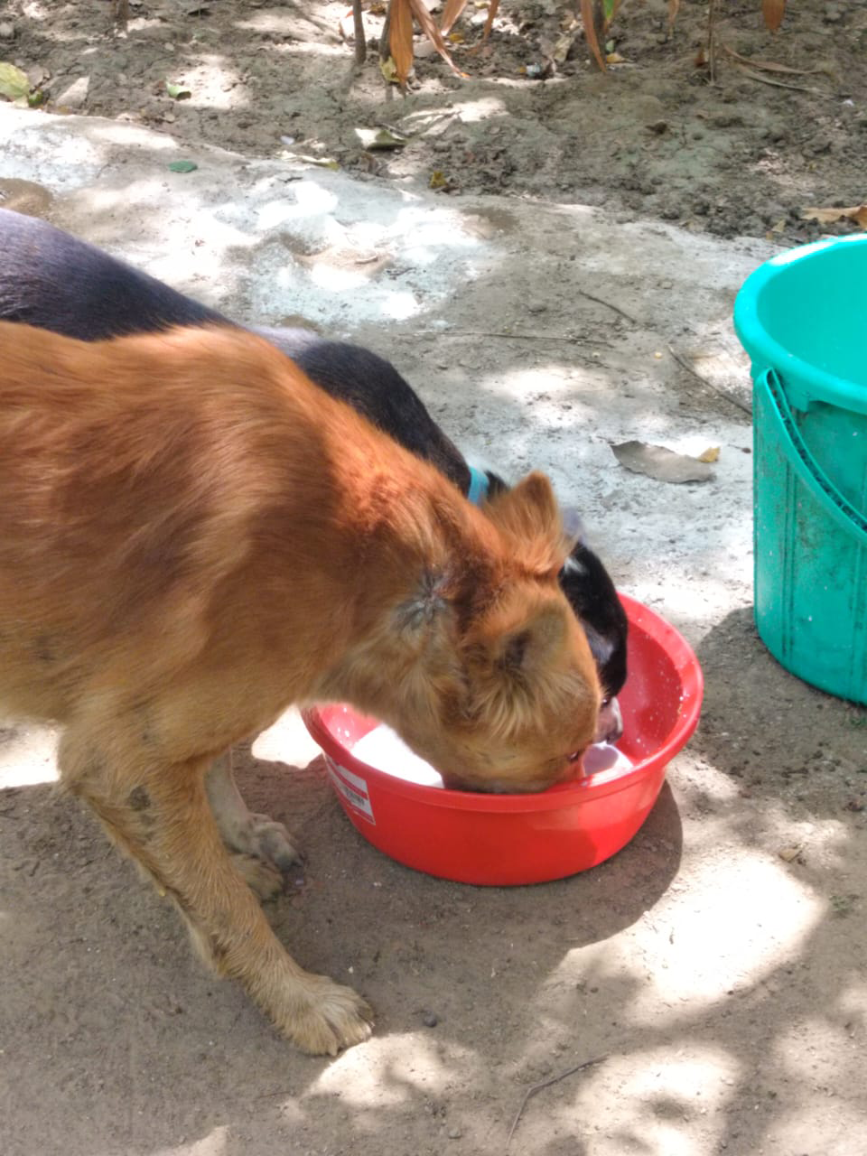 Feeding