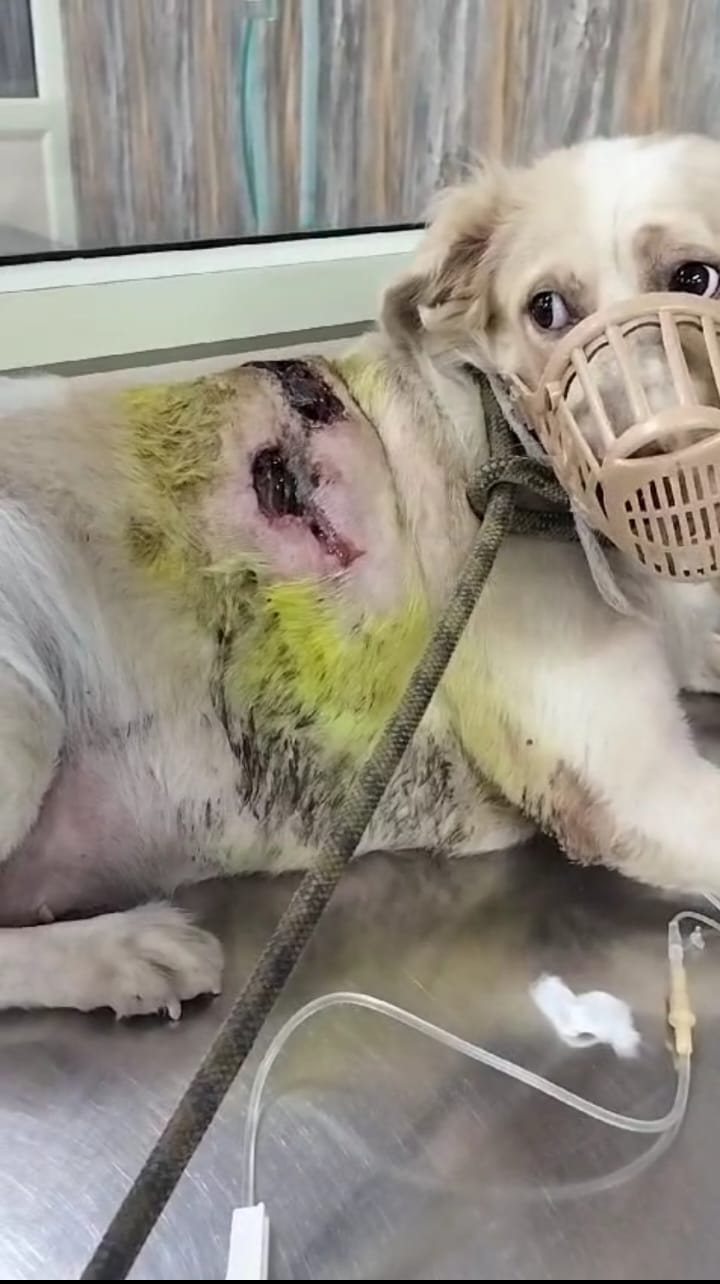 Sterilization